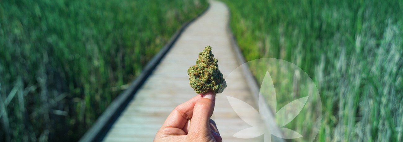 a cannabis bud and a road ahead