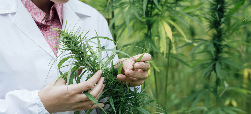 Die Unterschiede zwischen Hanf und Marihuana