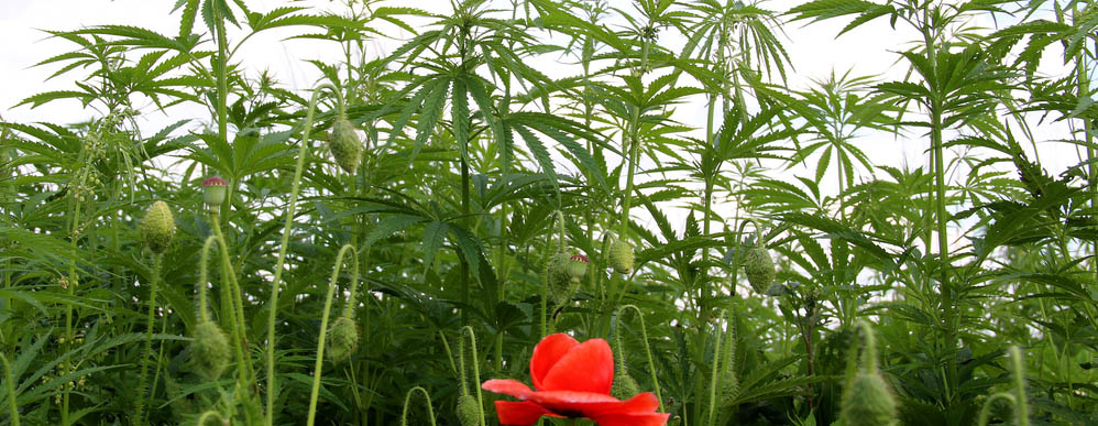 Der Unterschied zwischen CBD und CBDA