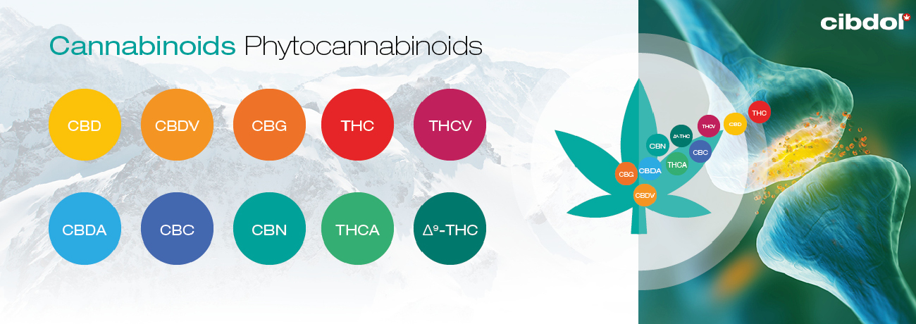 Was sind Phytocannabinoide?