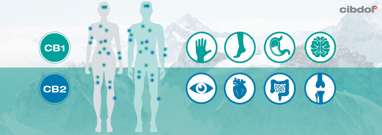 Wie Du Dein Endocannabinoid-System ausbalancierst