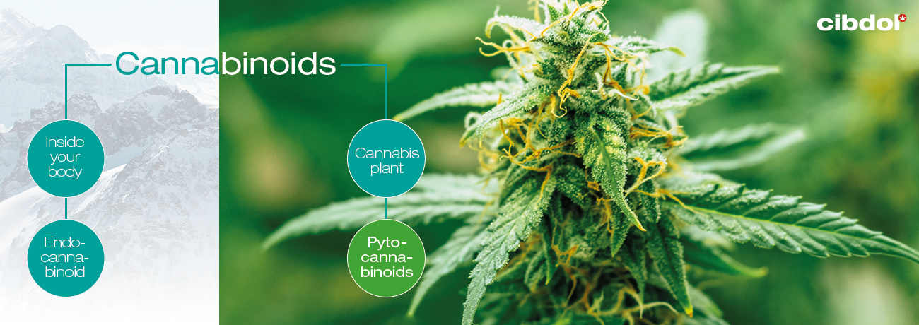 Was sind Phytocannabinoide?