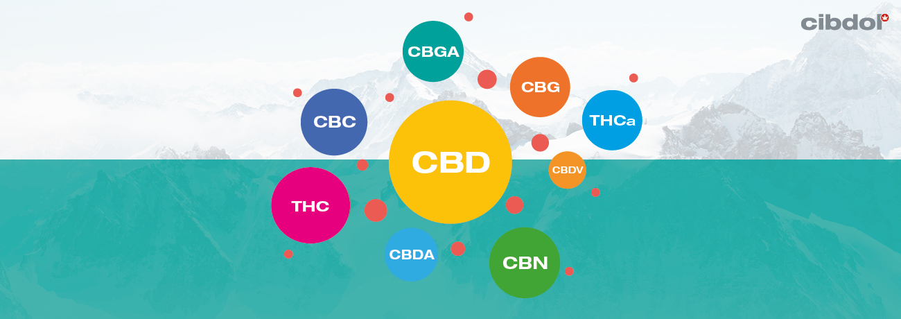 Was ist Vollspektrum-CBD-Öl?