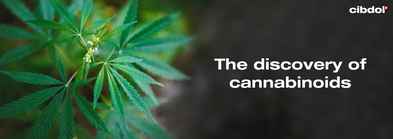 Wann wurden Cannabinoide entdeckt?