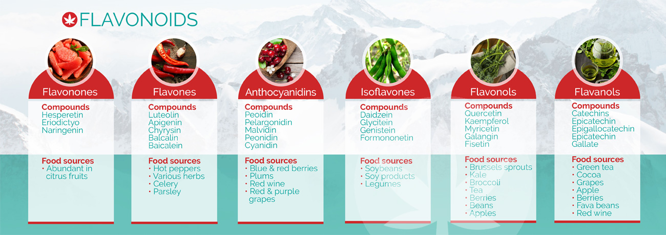 Flavonoids%20infographic-blog.jpg