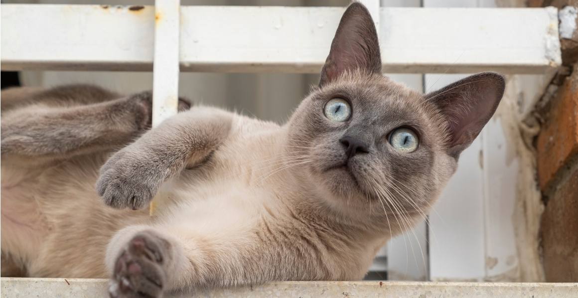 Empfehlen Tierärzte CBD-Öl für Katzen