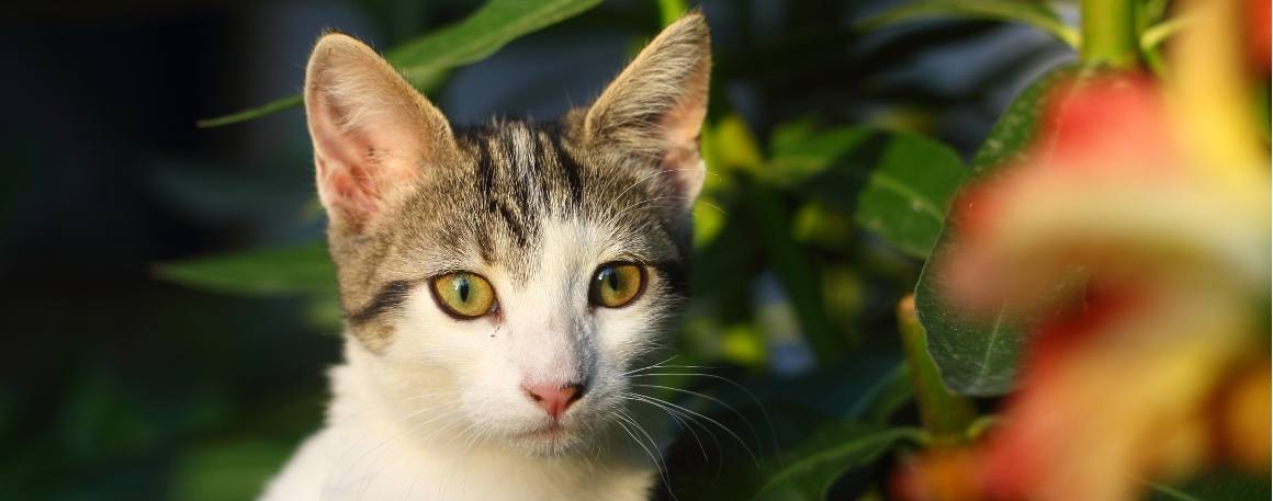 Wird CBD meine Katze weniger aggressiv machen?