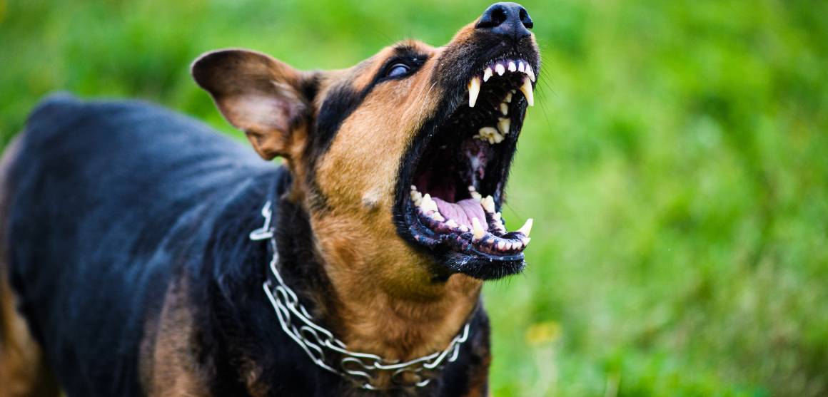 Hilft cbd für Hunde bei Aggression?