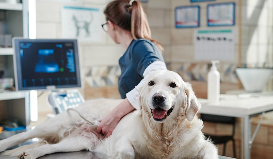CBD für Hunde mit Osteoarthritis