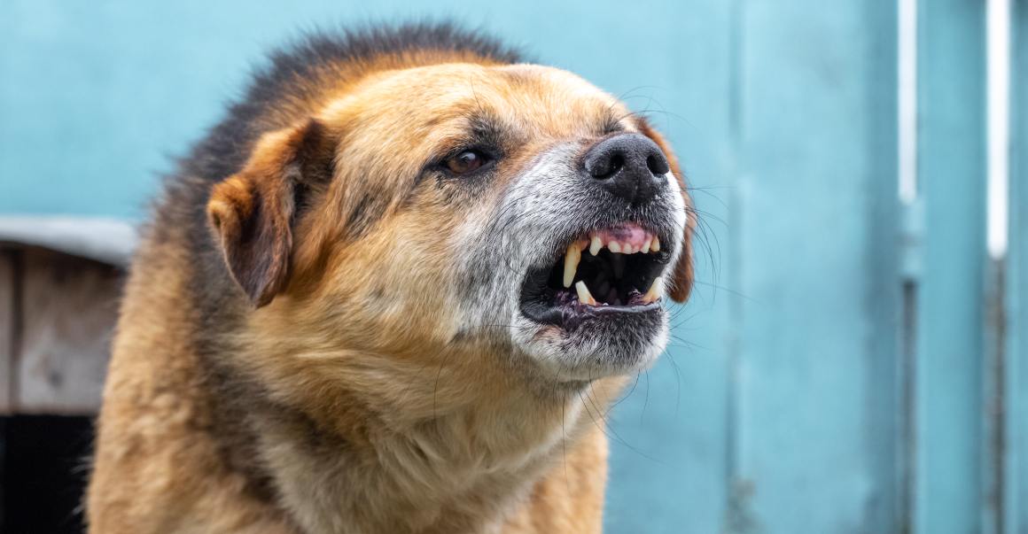 CBD für Hunde gegen Bellen