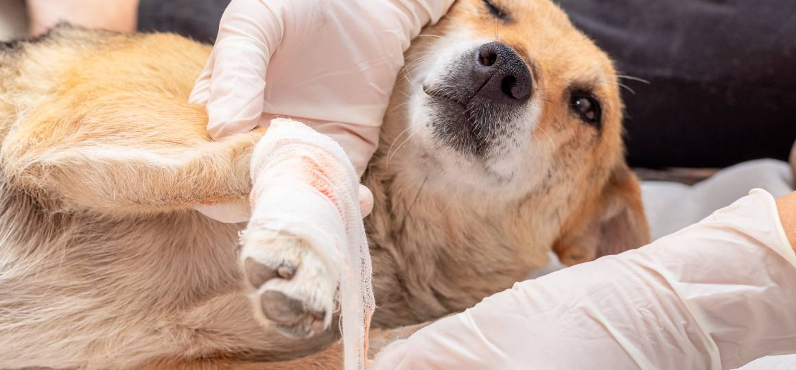 Hilft cbd für Hunde bei Entzündungen?