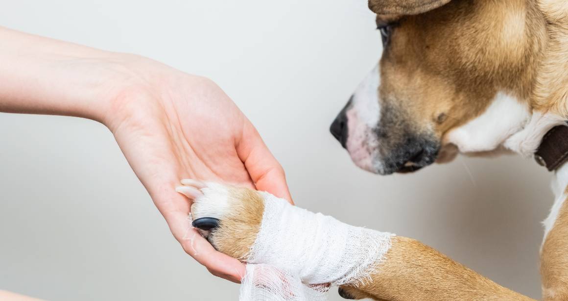 Hilft cbd für Hunde bei Gelenkschmerzen?