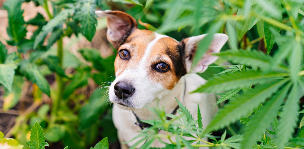 Ist cbd für Hunde und Menschen dasselbe?