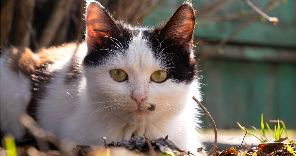 Kann CBD-Öl Katzen bei Juckreiz helfen?