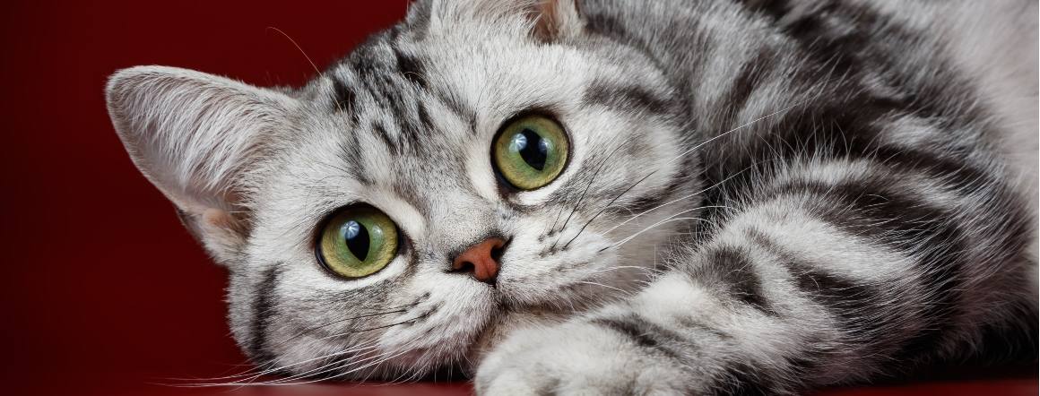 Wie lange dauert es, bis CBD bei Katzen wirkt?
