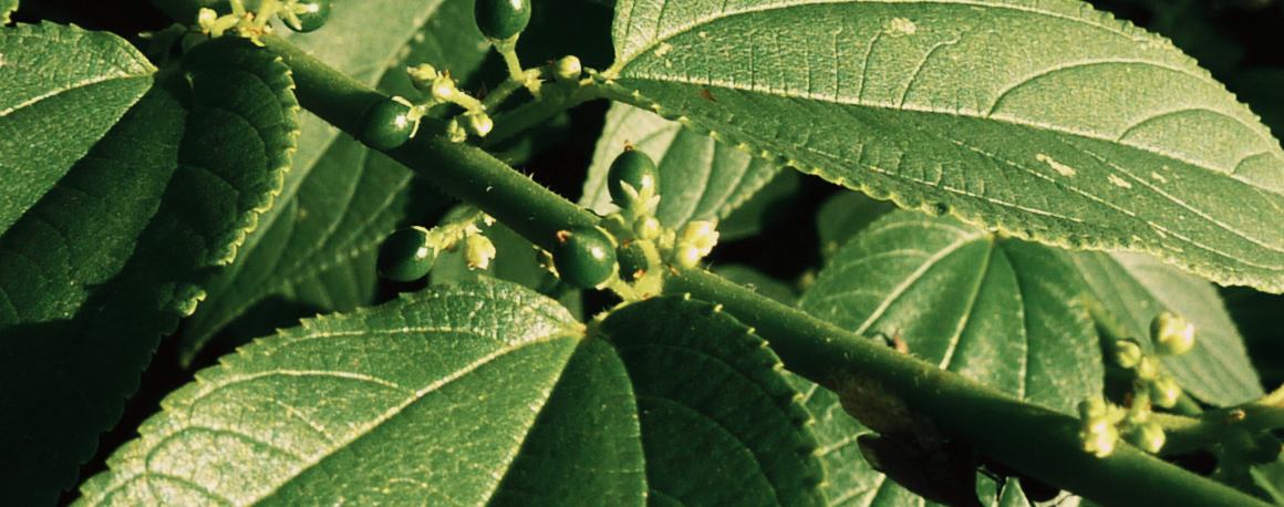 Wissenschaftler finden Cannabis-Wirkstoff in völlig anderer Pflanze