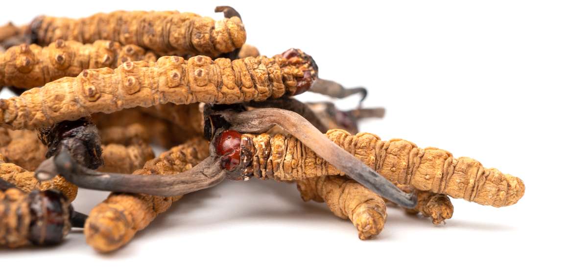 Können Sie Cordyceps jeden Tag einnehmen?