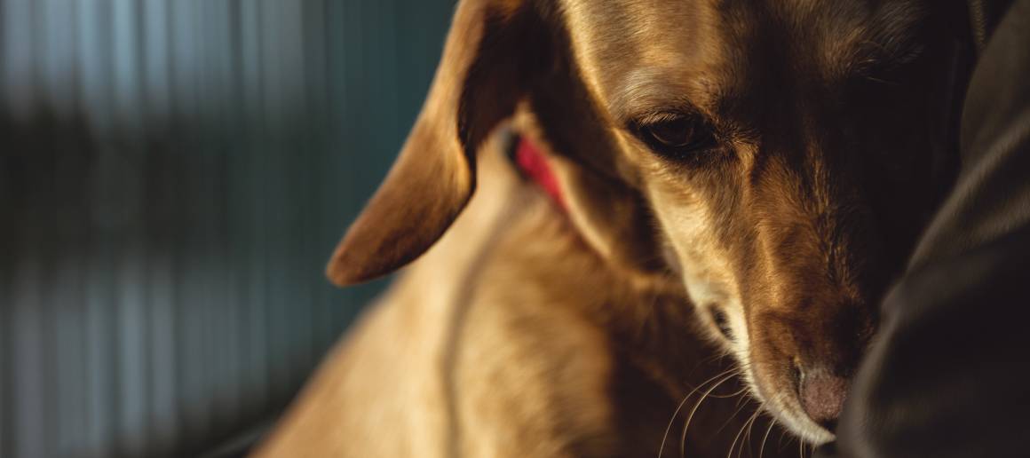 Kann ich meinem Hund Cbd-Öl gegen Angstzustände geben?