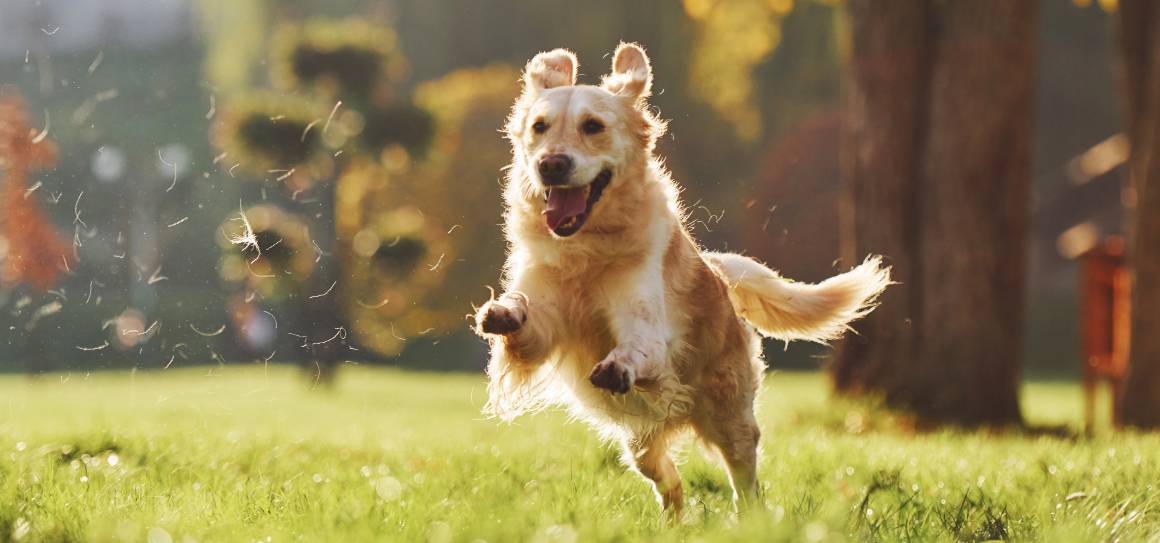 Kann cbd einen hyperaktiven Hund beruhigen?