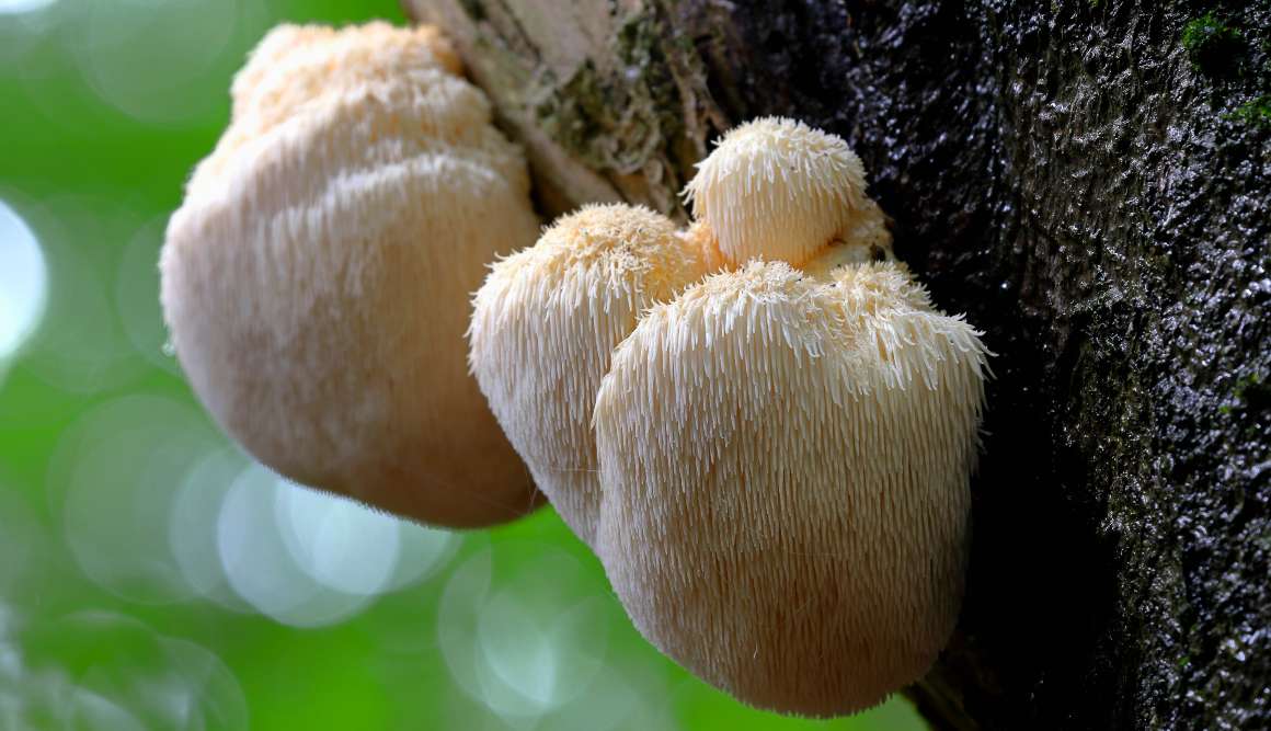 Kann Lion's Mane den Serotoninspiegel steigern?