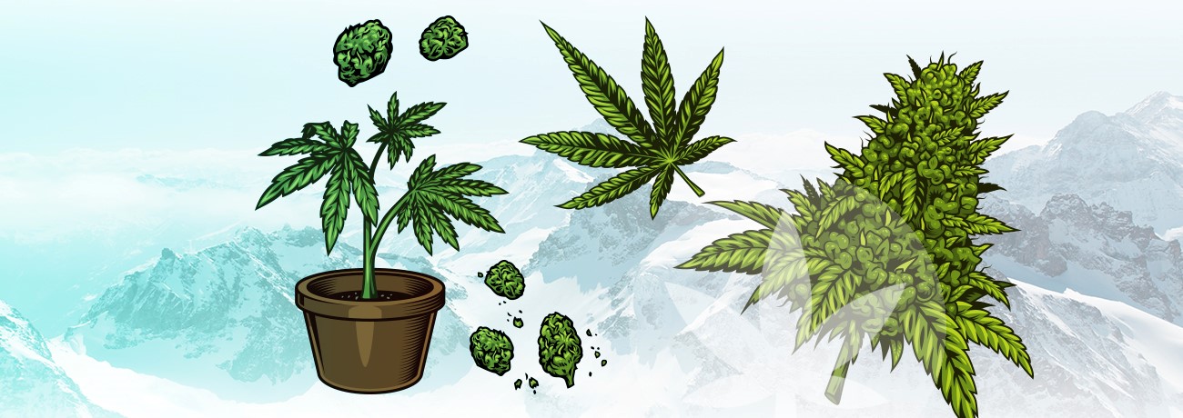 Abbildung von Teilen der Cannabispflanze