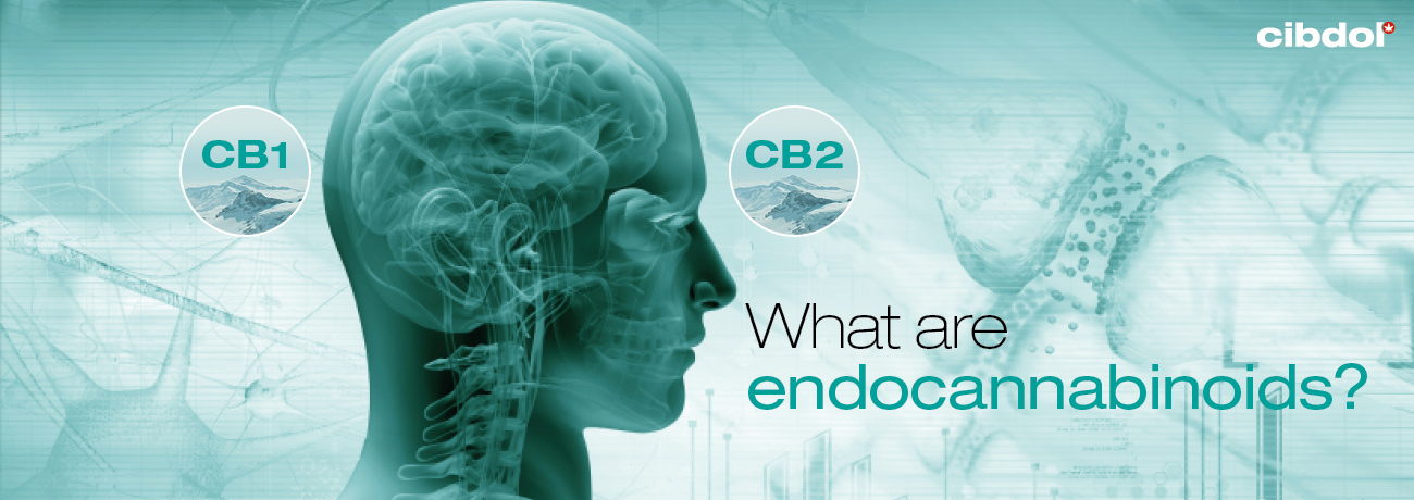 Was sind Endocannabinoide?