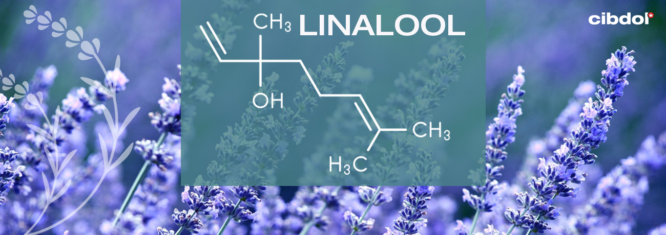 Was ist Linalool?