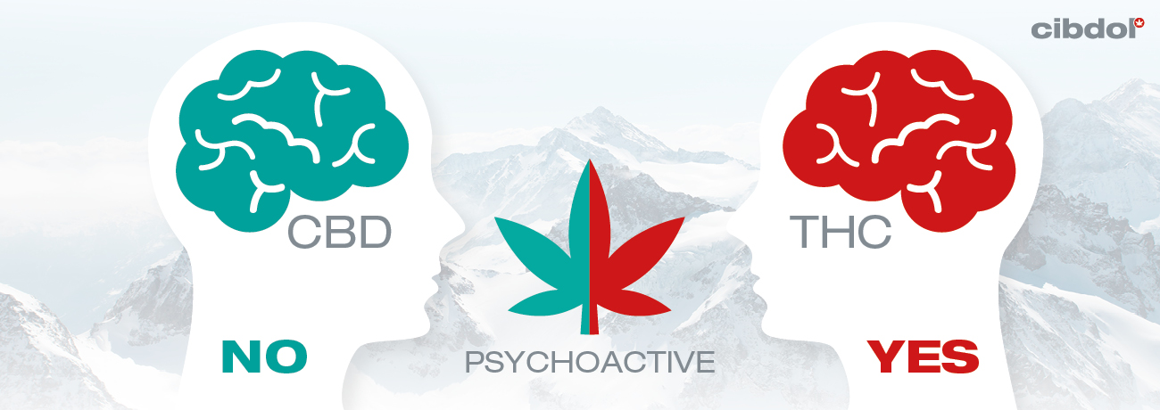 What's the difference between CBD and THC? 