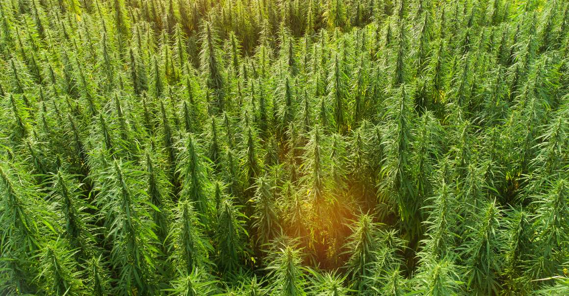 Legal Distinctions Between Hemp and Marijuana