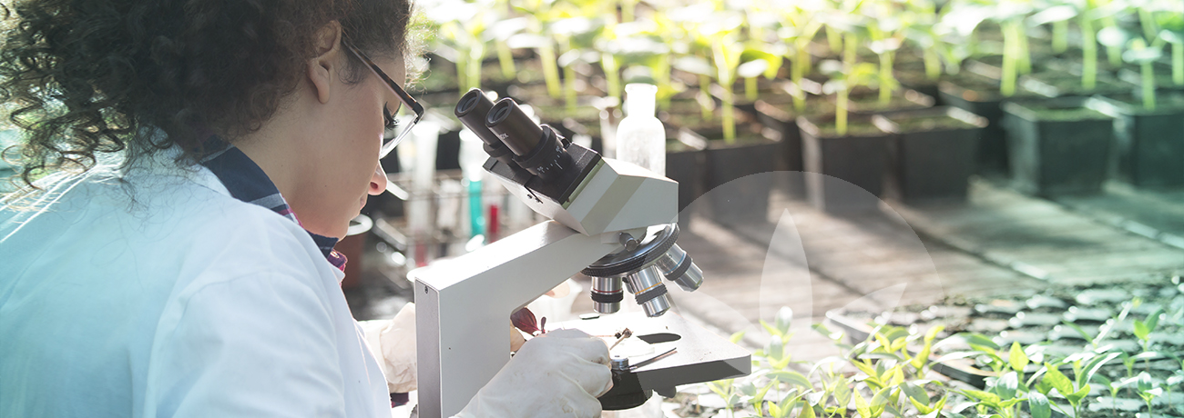 La ricerca sulla cannabis medicinale in corso in Israele