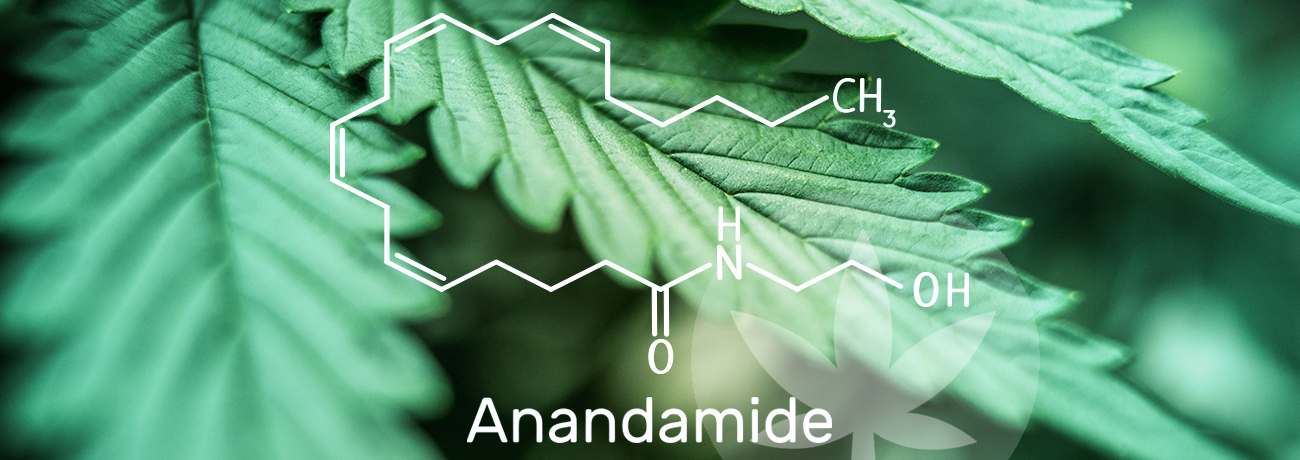 Anandamide: What Are the Benefits of This Cannabinoid?