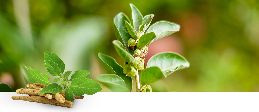 Ashwagandha : tout ce qu’il faut savoir