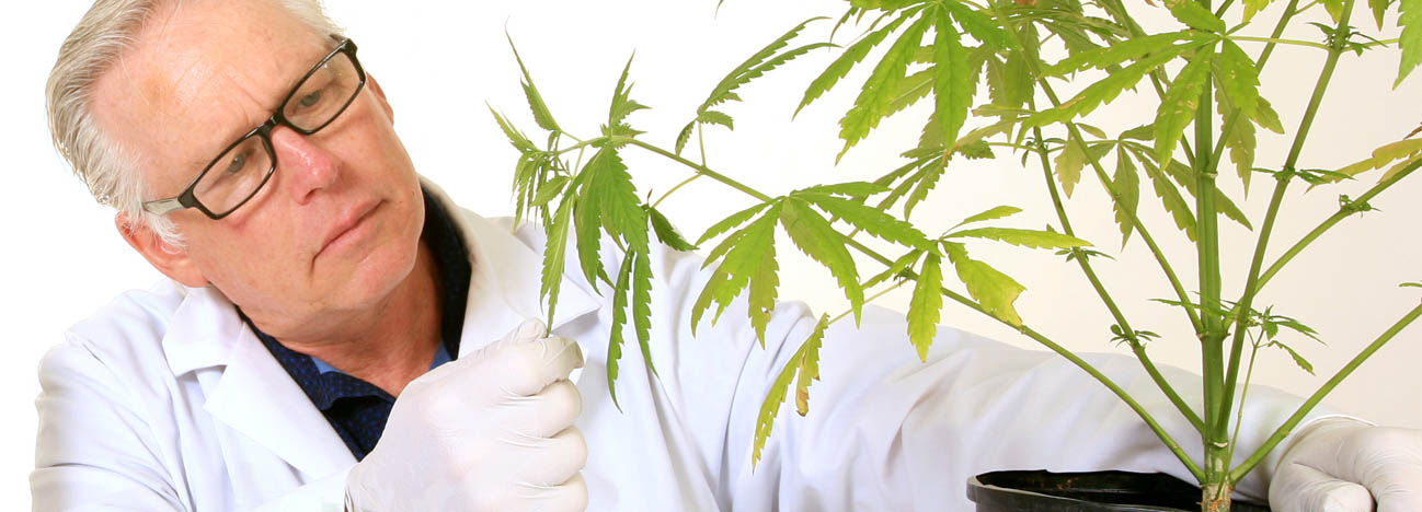 La Différence Entre Plants De Cannabis Mâles Et Femelles