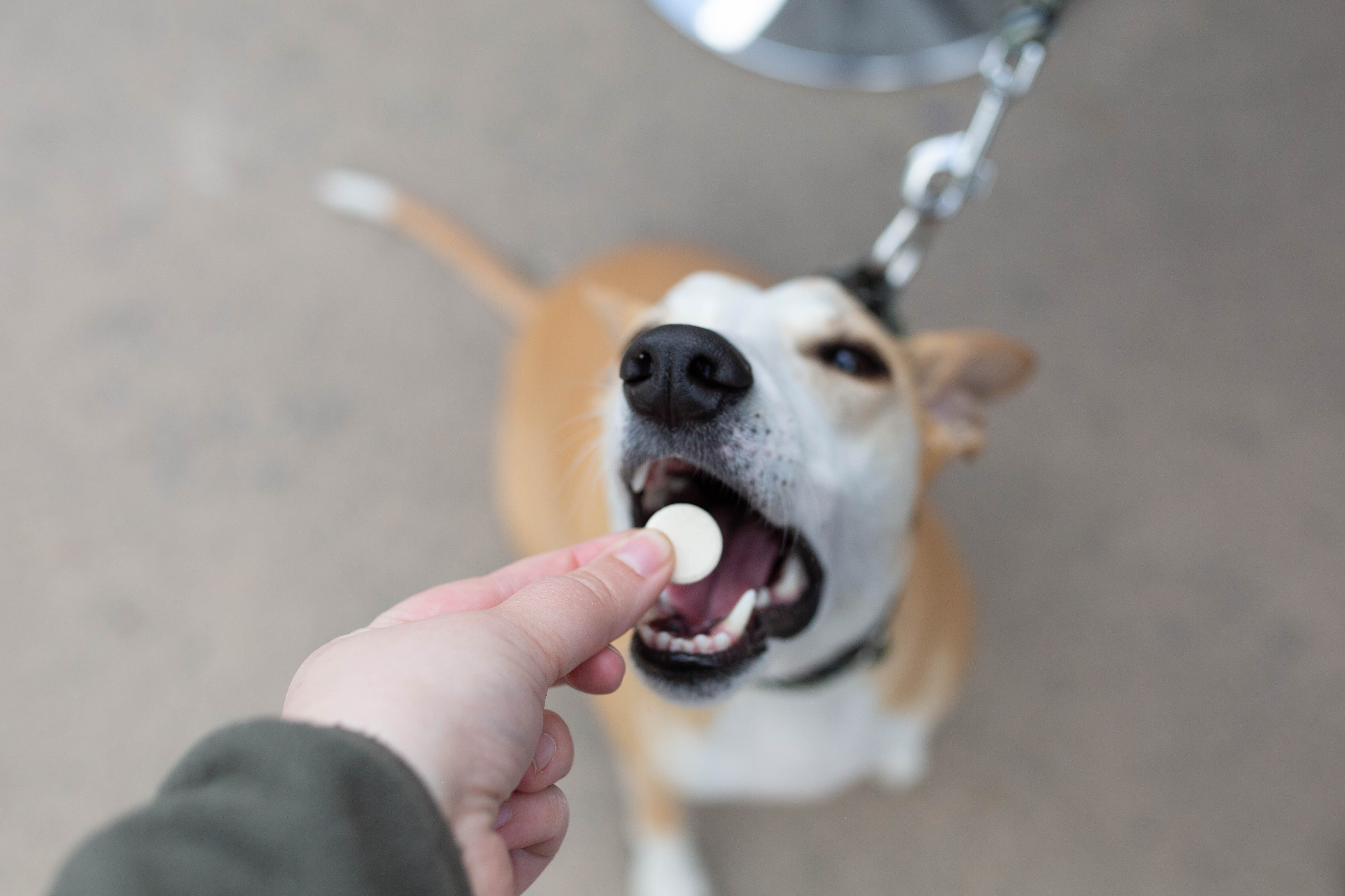 CBD-pastilles en -snacks voor huisdieren