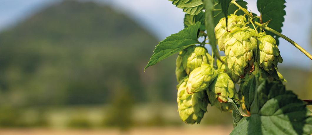 Everything You Need to Know About Hops