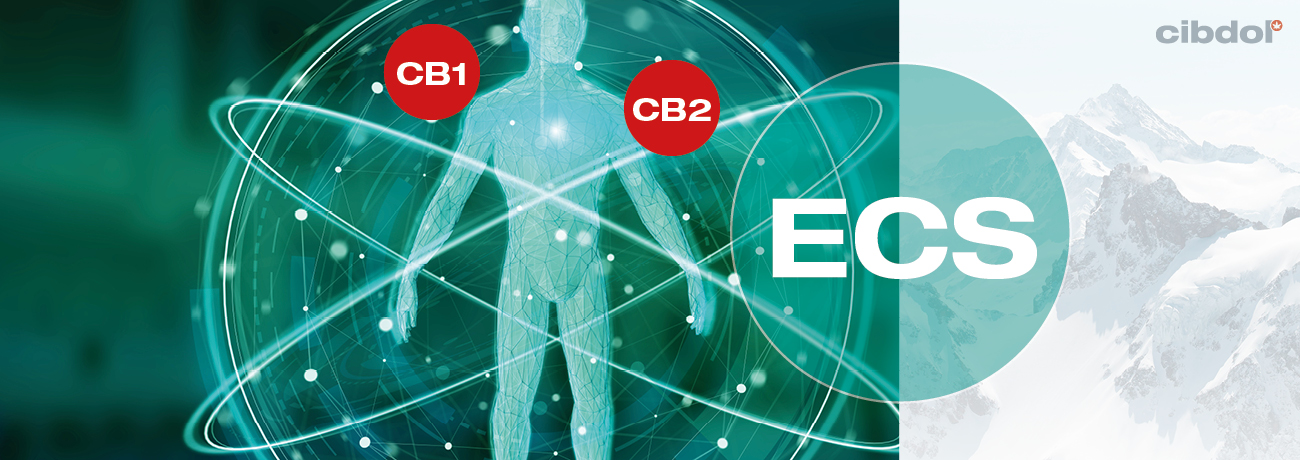 O CBD e o corpo O CBD e o corpo