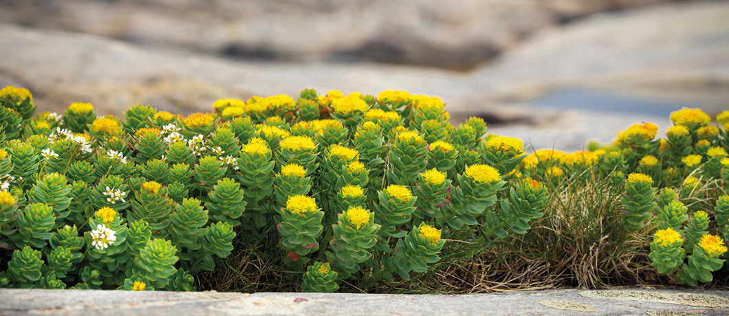 O que é a Rhodiola rosea?