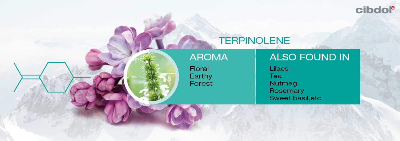 What Is Terpinolene?