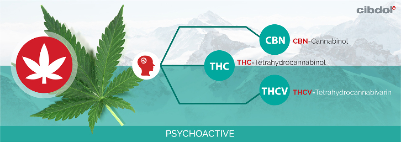Che Cos'è il THC (Tetraidrocannabinolo)?