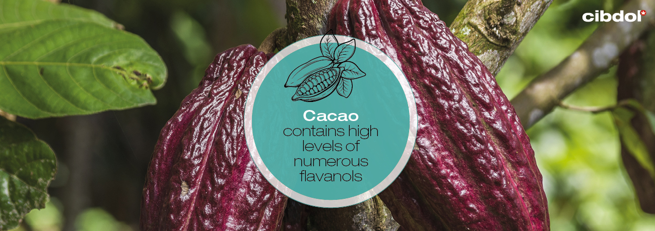 What are flavanols?