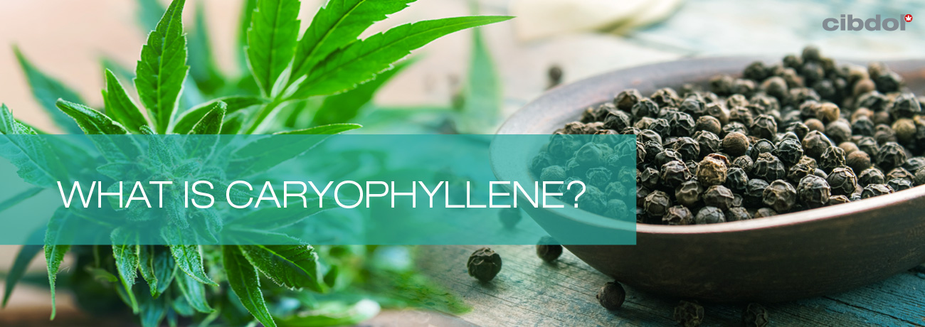 What is caryophyllene?