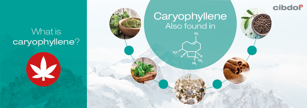 Qu'est-ce que le caryophyllène ?