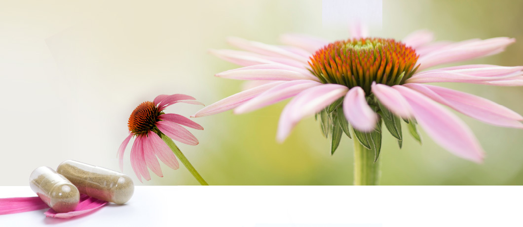 Wat Is Echinacea