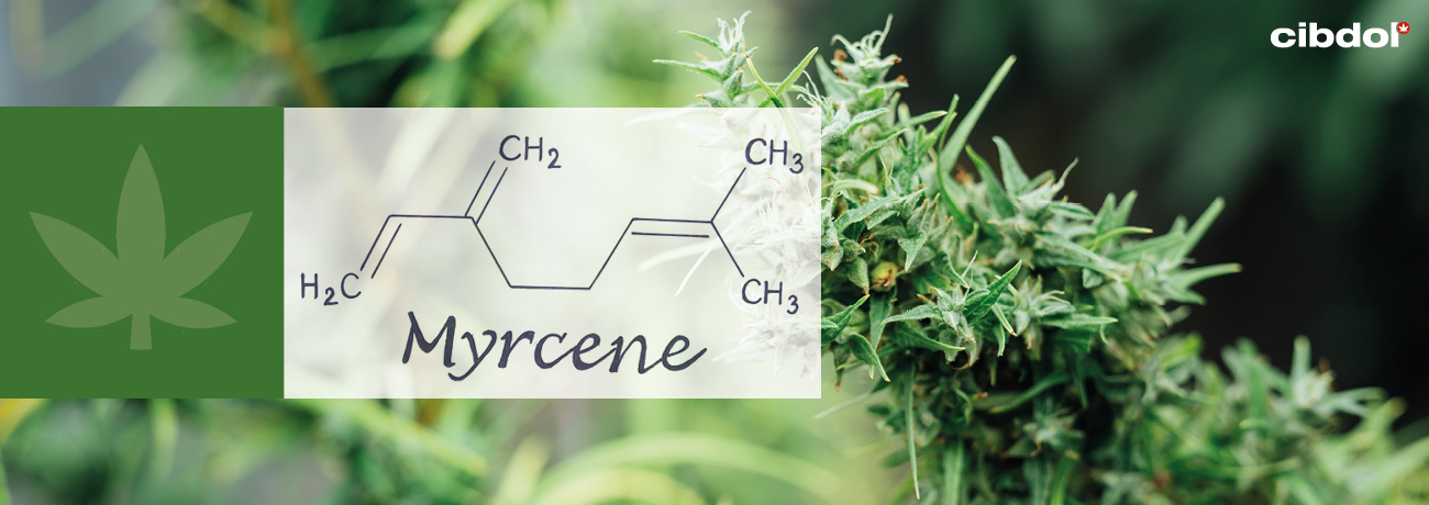 What is myrcene?