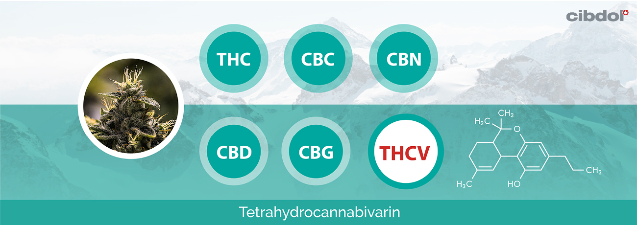 ¿Qué es la THCV?