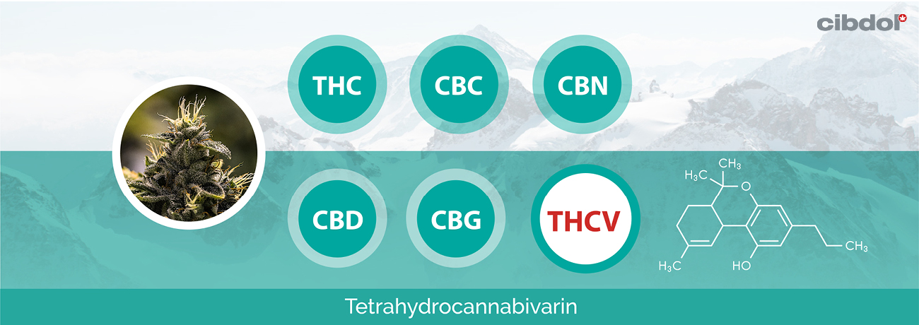 pierderea în greutate thcv