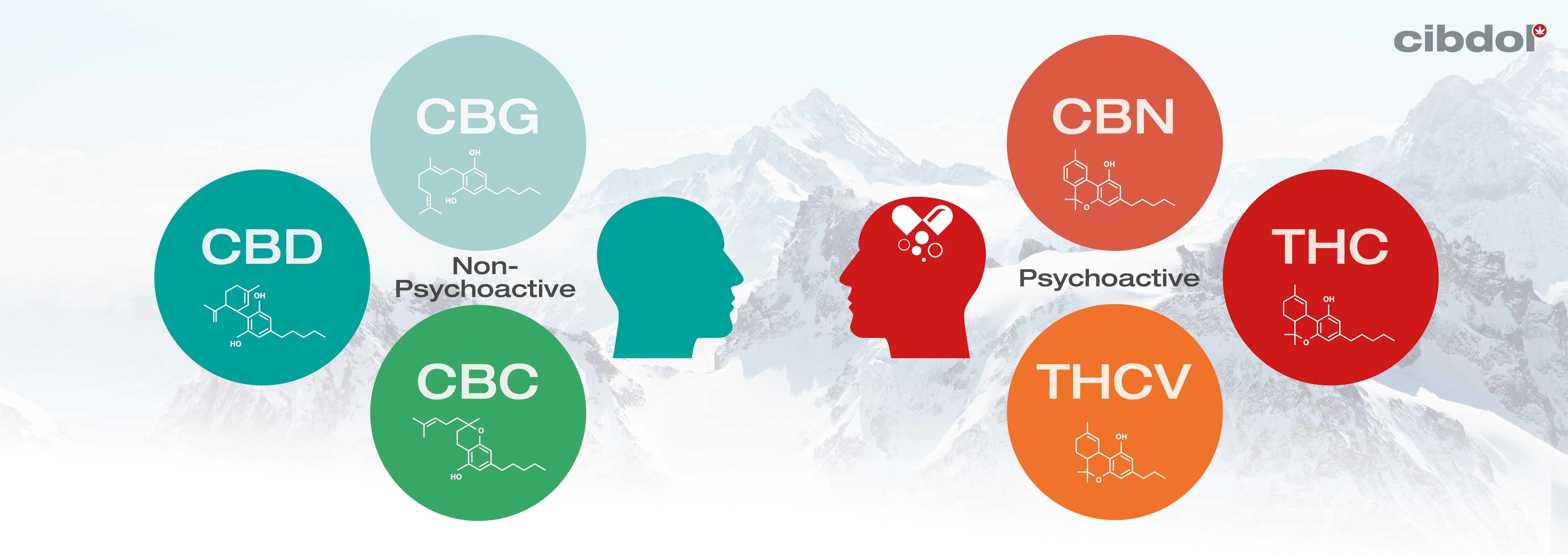 Which Cannabinoids Are Psychoactive?