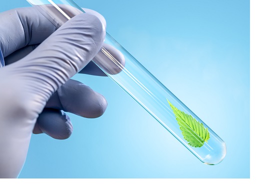 research medical plant