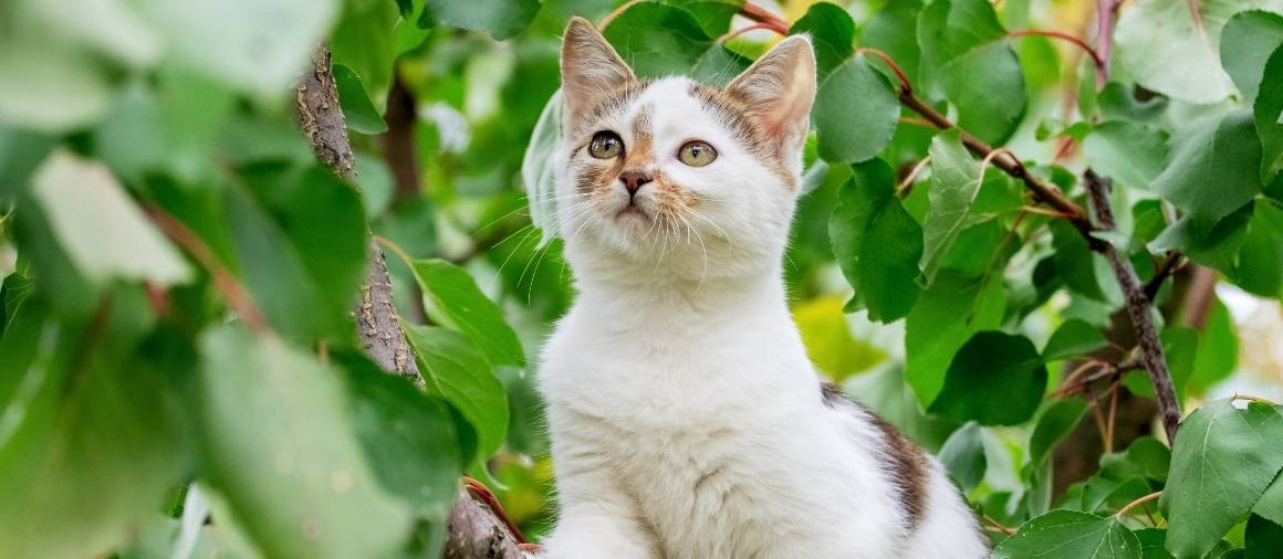 Can Cats Absorb CBD Through Their Skin