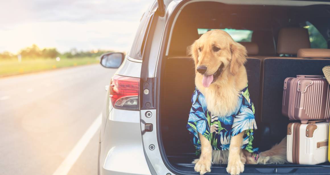 CBD for dogs when traveling